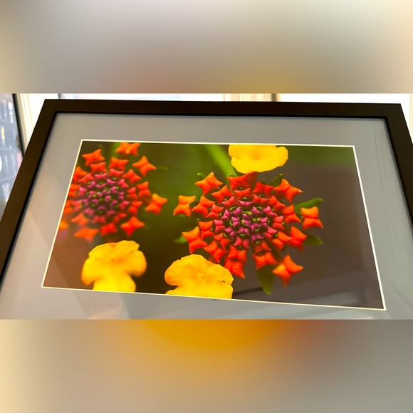Other - Framed matted lantana flower original photo